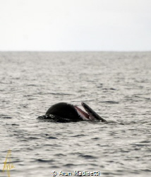 Sperm whale spyhopping and playing at the surface;. by Arun Madisetti 